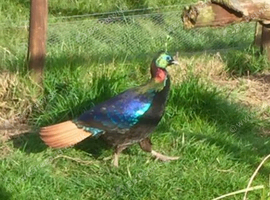 Himalayan monal pheasants chicks