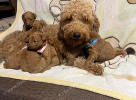 Labradoodle Fox Red ️