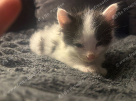 Domestic black and white kittens