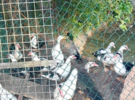 Musckovy ducks