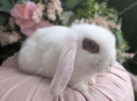 Mini lops