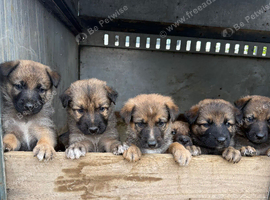 Shollie puppies for sale