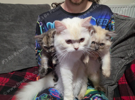 2 beautiful ragdoll/Scottish straight kittens to be rehomed