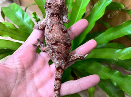 CB25 female gargoyle gecko