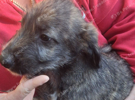 Well bred beautiful lurcher puppies