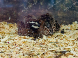 Looking for Button or CPQ Quail in Bodmin