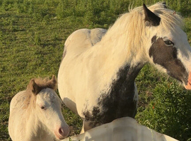 Mare and foal to go has pair