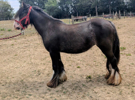 Blagdon Cob Mare