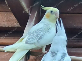 Pearl-Pied-WF and Pearl-Pied-Pastleface for sale