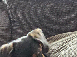 Dog for sale
