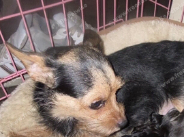 Small Chorkie pups for sale