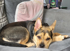 Iyla- 11 month old German shepherd cross Staffy