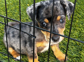 Jack Russell puppies