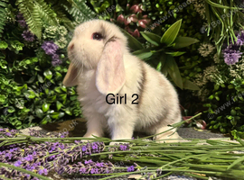 Mini lops ready to go