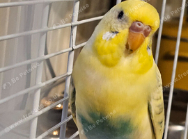Young Budgie