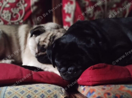 Bonded Pair Female Pugs