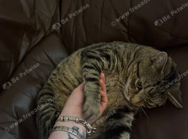 Tabby boy cat