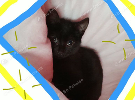 Kitten