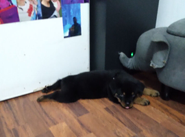 Rottweiler puppie 10 weeks old