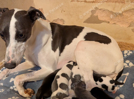 KC Registered Whippet Puppies &ndash; 4 Boys & 3 Girls &ndash; Now Born & Ready to Reserve