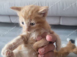 Fluffy siberian kittens