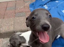 Blue kennel club registered whippet pups