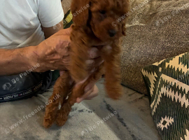 KC registered miniature poodles