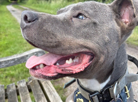 Blue staffy for sale