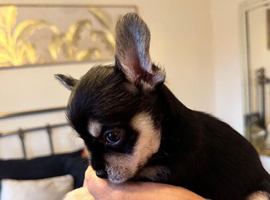 1 male chihuahua puppies