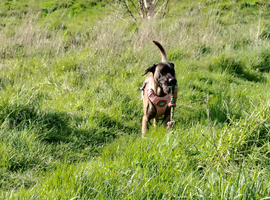 2 year old female Belgium malinos