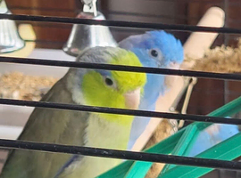 Male 1 year +
