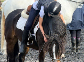 Welsh section B horse wanted!