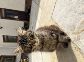 Long haired kitten for sale