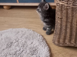 Cutey kittens