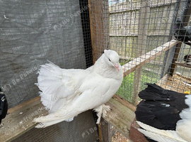 Fantails for sale