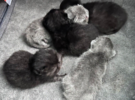 Exotic Shorthair Kittens For Sale
