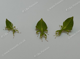 Various surplus inverts for sale - stick/leaf insects, mantis, phasmids