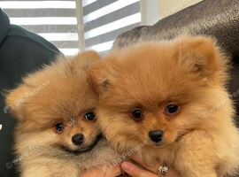 Pomeranian puppies for sale