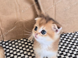 Adorable Scottish kittens