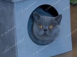 PEDIGREE, LOVING, HEALTHY, BSH NEEDS NEW HOME