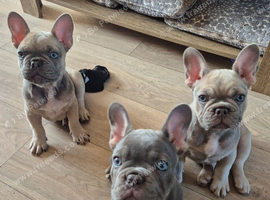 French bulldog puppies for sale
