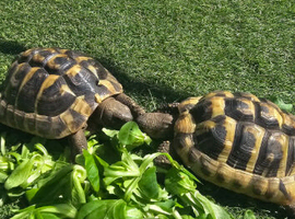 Two Hermann&rsquo;s Tortoises Looking for Their Own Kingdoms