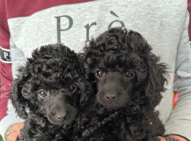 Toy Poodle Puppies