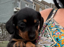 Beautiful Dachshund puppy