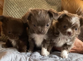 Beautiful long haired puppies for sale