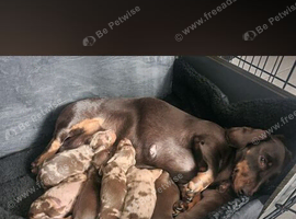 7 miniature dashshunds looking for their forever homes