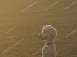 Goldendoodles available
