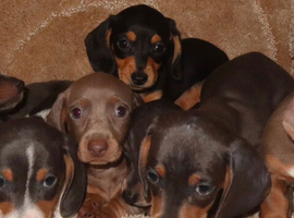 Full dachshunds