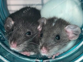 2 female dumbo rats & Cage and Accessories