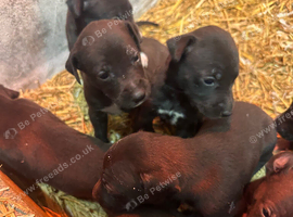 Stunning Lurcher puppies